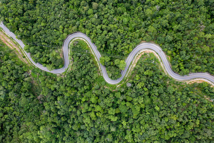 winding road amongst forest